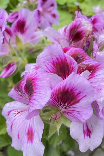 Hermosas Flores Geranio Rosa Púrpura Floreciendo Jardín — Foto de Stock