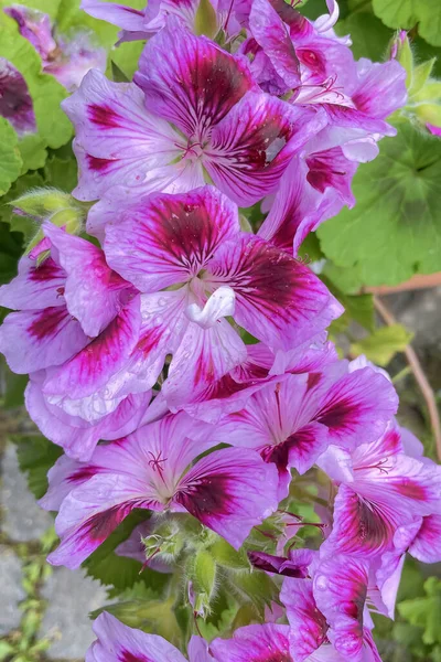 Саду Цветут Розовые Фиолетовые Цветки Герани — стоковое фото