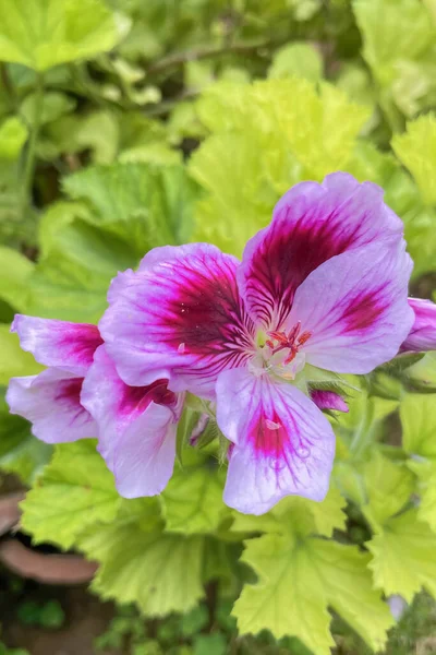庭に咲く美しいピンクと紫のゼラニウムの花 — ストック写真