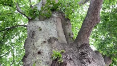 Yüzyıllık çınar ağacı