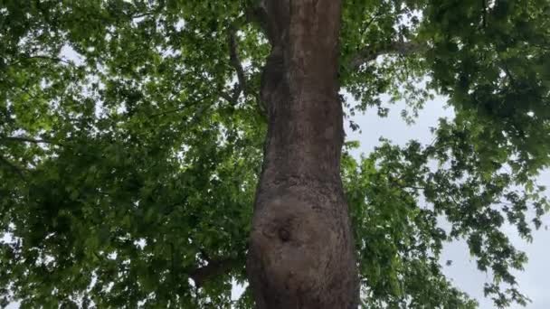Jahrhunderte Alter Platanenbaum — Stockvideo