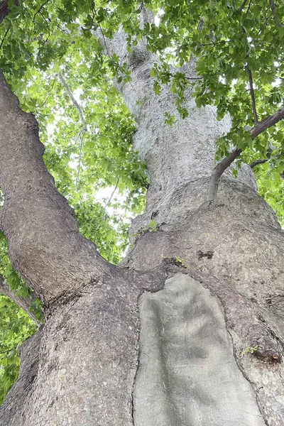 Stare Drzewo Sycamore Wieku — Wektor stockowy