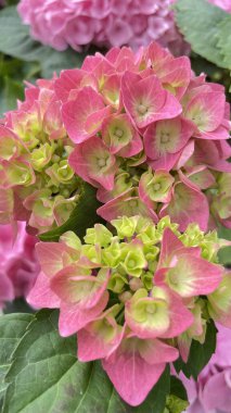Ortanca makrofilla çiçeği bahçede, stok fotoğrafı.