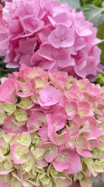 Ortanca makrofilla çiçeği bahçede, stok fotoğrafı.