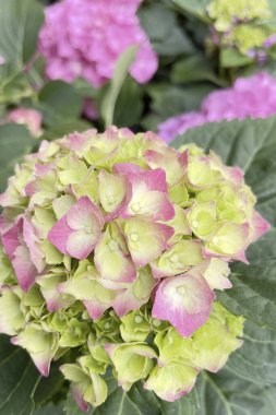 Ortanca makrofilla çiçeği bahçede, stok fotoğrafı.