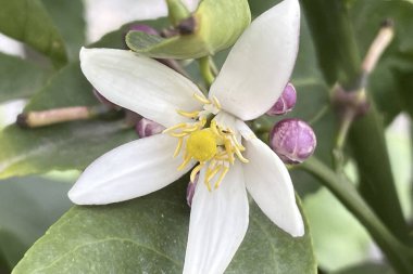 Bahçede limon çiçeği, fotoğrafa yakın. Citrus limonunun beyaz çiçeğine yakın. 