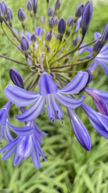 Agapanthus africanus (Afrika mavi agapanthus) .Bahçedeki mor çiçek tomurcuğu, fotoğrafın yakın çekimi.