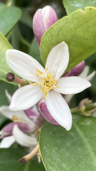 Citromvirág Kertben Közelkép Fotóról Közelkép Fehér Virág Citrus Limon — Stock Fotó