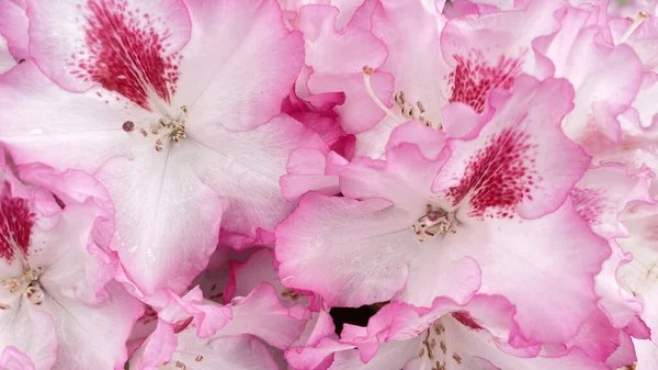 Azálea Virágok Kertben Közelkép Rózsaszín Virágok — Stock Fotó