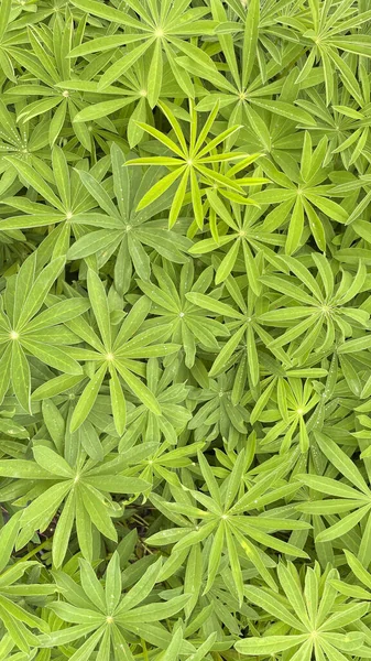 stock image Lupine leaves background. Top view of green lupine leaves.