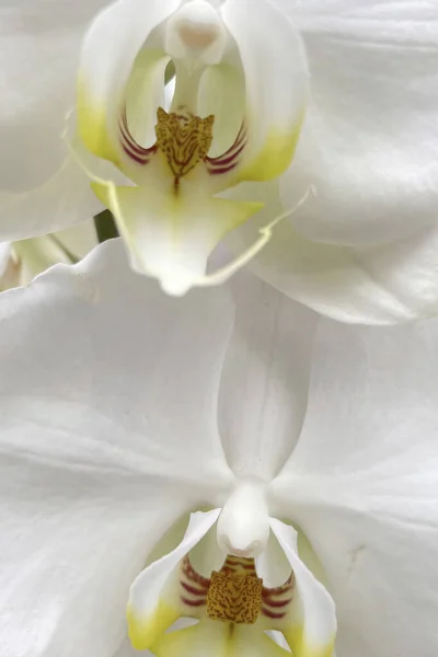 Изящная Элегантность Цветок Орхидеи Крупный План — стоковое фото