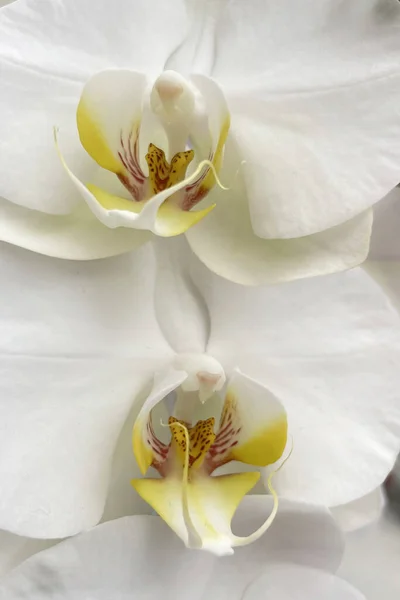 Изящная Элегантность Цветок Орхидеи Крупный План — стоковое фото