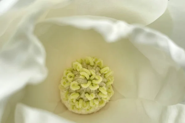 White Magnolia Flower Macro Close Background High Quality Big Size — Stock Photo, Image