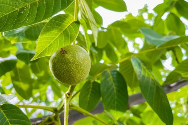 Bahçede yeşil yapraklarla ağaç dalında yetişen yeşil ceviz.