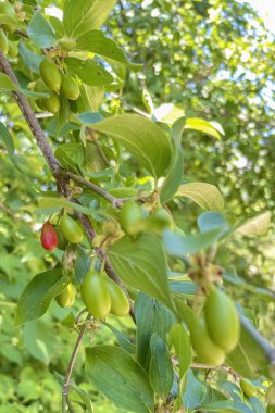 Dogwood ağacı ve olgunlaşmamış yeşil meyveler.