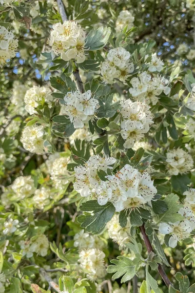 Förtrollande Skönhet Hagtorn Träd Och Dess Blommor — Stockfoto