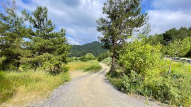 Yeşil Doğa: Ağaçlar ve Patika Uyumu