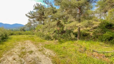 Yeşil Doğa: Ağaçlar ve Patika Uyumu
