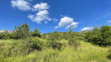 Yaz Senfonisi: Canlı Yeşillik ve Muhteşem Ağaçlar