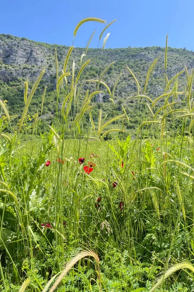 Поле Червоних Маків Фоні Зеленої Трави Блакитного Неба — стокове фото