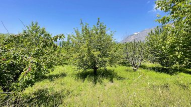 Bilecik, Türkiye. 11 Haziran 2023.Harmankoy, Bilecik ilinin İnhisar ilçesine bağlı bir köydür. Doğa ve köy hayatı.