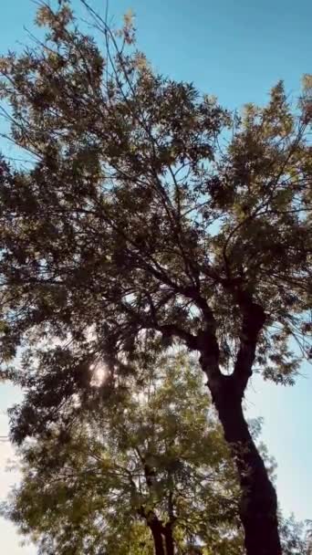 Inchanting World Trees Leaves — стокове відео