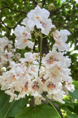 Katalpa Ağaçları ve Güzel Çiçekleri: Doğada Hoş Bir Görüş