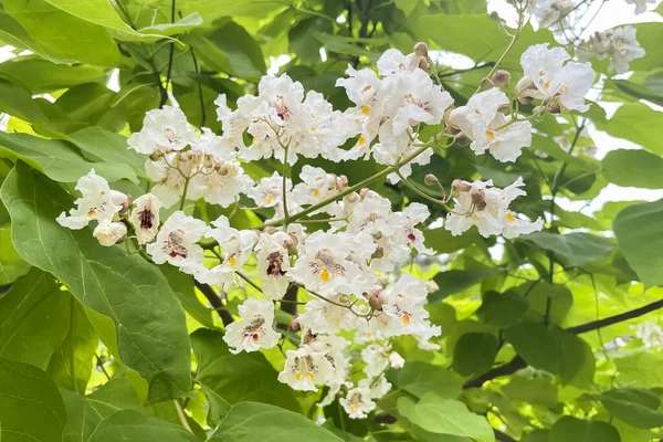 カタルパの木とその美しい花 自然の中で楽しい光景 — ストック写真