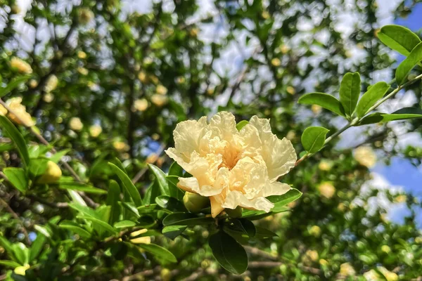 ザクロの花 自然の美しさと豊かさの絶妙な宝石 — ストック写真