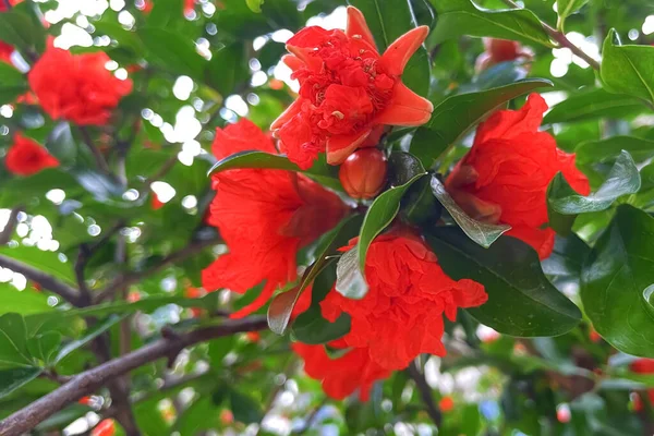 ザクロの花 自然の美しさと豊かさの絶妙な宝石 — ストック写真