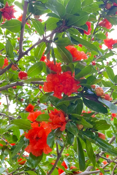 Pomegranate Blossoms. Nature\'s Exquisite Gems of Beauty and Abundance