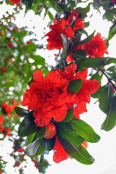 Floraciones Granada Las Exquisitas Joyas Belleza Abundancia Naturaleza — Foto de Stock