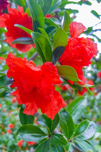 Pomegranate Blossoms. Nature\'s Exquisite Gems of Beauty and Abundance