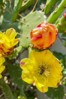 Dayanıklı ve Zarif Kaktüs Bitkisi ve Çiçeği..