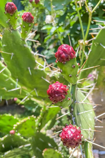 Resistent Och Elegant Kaktus Växt Och Blomma Opuntia Monacantha — Stockfoto