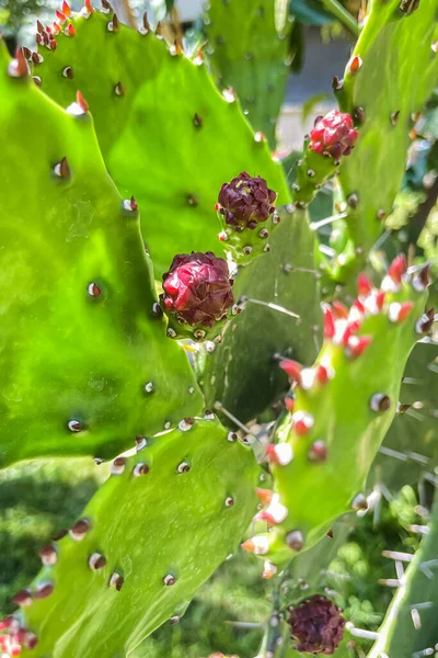 Resistent Och Elegant Kaktus Växt Och Blomma Opuntia Monacantha — Stockfoto