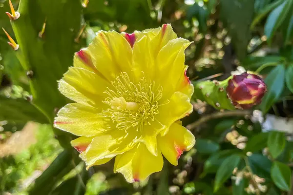 Dayanıklı Zarif Kaktüs Bitkisi Çiçeği — Stok fotoğraf