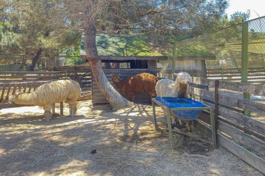Türkiye, İstanbul. 24 Haziran 2023 Keşfedilecek Vahşi Dünya. Hayvan Filmleriyle Büyülü Macera. Ziyaretçiler için hayvanat bahçesi. Vahşi hayvanlar..