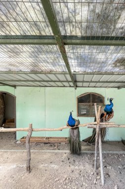 Türkiye, İstanbul. 24 Haziran 2023 Keşfedilecek Vahşi Dünya. Hayvan Filmleriyle Büyülü Macera. Ziyaretçiler için hayvanat bahçesi. Vahşi hayvanlar..
