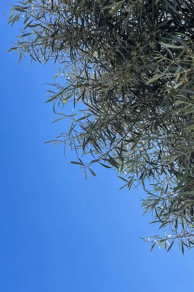 Ελιά Κλίνει Προς Τον Γαλάζιο Ουρανό Προβολή Από Κάτω — Φωτογραφία Αρχείου