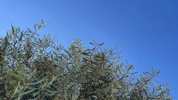 Olivenzweige Gegen Den Blauen Himmel Blick Von Unten — Stockfoto