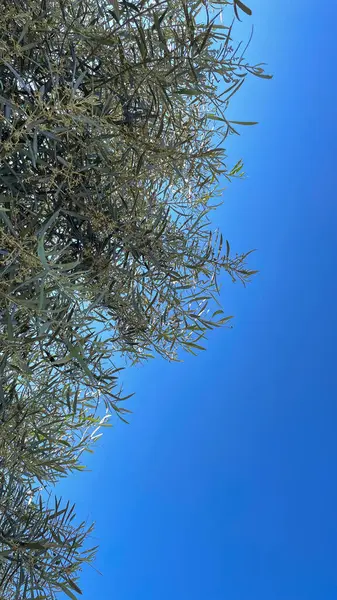 橄榄树枝条映衬着蓝天 从下面看 — 图库照片