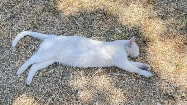 Fehér Macska Fekszik Földön Parkban Macska Pihen — Stock Fotó
