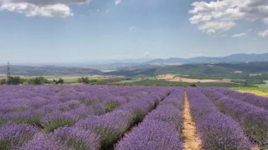 Tekirdağ, Türkiye. 30 Haziran 2023 Lavanta Festivali Haziran 'da Tekirdağ' da gerçekleşti. Lavanta tarlaları. Doğa. Parçalı bulutlu bir yaz gününde lavanta bitkisi ve çiçekler.