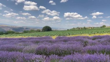 Tekirdağ, Türkiye. 30 Haziran 2023 Lavanta Festivali Haziran 'da Tekirdağ' da gerçekleşti. Lavanta tarlaları. Doğa. Parçalı bulutlu bir yaz gününde lavanta bitkisi ve çiçekler.