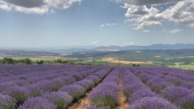 Tekirdağ, Türkiye. 30 Haziran 2023 Lavanta Festivali Haziran 'da Tekirdağ' da gerçekleşti. Lavanta tarlaları. Doğa. Parçalı bulutlu bir yaz gününde lavanta bitkisi ve çiçekler.