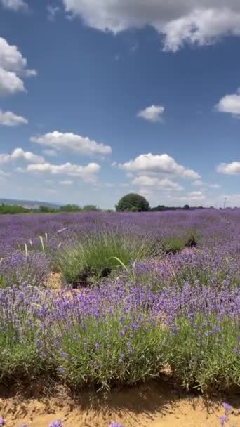 Tekirdag Turkiet Juni 2023 Lavendelfestival Tekirdagprovinsen Juni Lavendelfält Nature Lavendel — Stockvideo