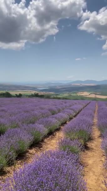 Tekirdag Turkiet Juni 2023 Lavendelfestival Tekirdagprovinsen Juni Lavendelfält Nature Lavendel — Stockvideo