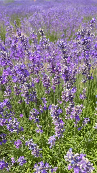 紫の魅惑的なダンス ラベンダー畑のラベンダーの花の中の冒険 — ストック写真