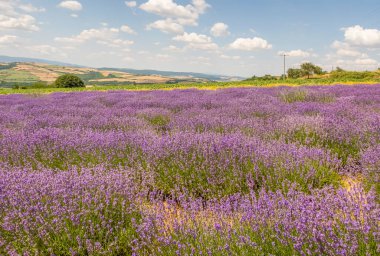 Mor Büyüleyici Dans. Lavanta Tarlasında Lavanta Çiçekleri Arasında Bir Macera